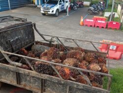 Pencurian buah sawit di PT BIO Nusantara