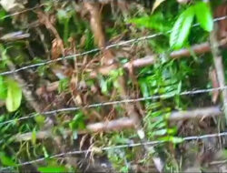 Dugaan Ketahanan Pangan Tahun 2022 Di Desa Meok kecamatan Enggano B/U Pengadaan Barangnya tidak Memenuhi Spek