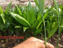 Program Ketahanan Pangan Bibit Pinang Desa Pagar Banyu, Di Pertanyakan Asas Manfaatnya Bagi Masyarakat