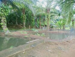 Ketahanan Pangan Desa Lubuk Semantung Di Sinyalir lahan korupsi Pjs Kades