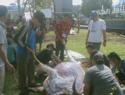 Penyembelihan Hewan Kurban di Masjid Agung Baitul Makmur, Ada 6 Ekor Sapi