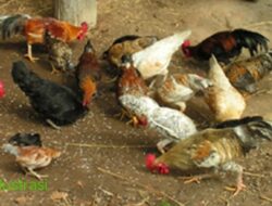 Miris! Dana Ketahanan Pangan Desa Suka Maju Diduga Fiktif