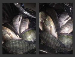 Program ketahanan Pangan Desa Kalai Duai Diduga Bermasalah