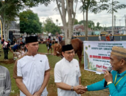 Bupati Bengkulu Utara Serahkan Bantuan Sapi Kurban Presiden Prabowo ke Panitia Masjid Agung Baitul Makmur