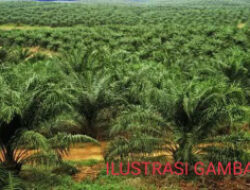 Warga Bengkulu Utara Minta APH Usut Tuntas Dugaan Penyimpangan Dana Replanting Sawit    