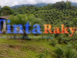 HGU Berakhir 2021, Lahan Eks PT Mangkurajo 187 Hektare Berubah Kebun Sawit, Diduga Dikuasai Oknum